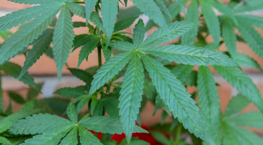 Anvisa autoriza três novos produtos derivados de Cannabis